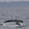 080818 humpback tail 2