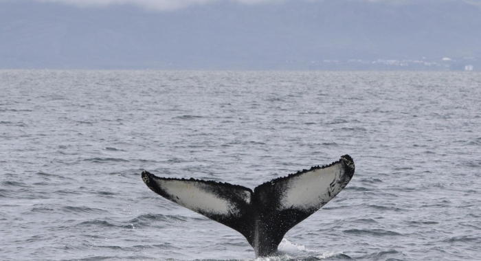 080818 humpback tail Example