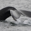 080818 humpback tail
