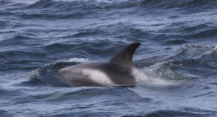 080818 whitebeak dolphin