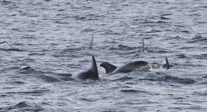 080818 whitebeak dolphins