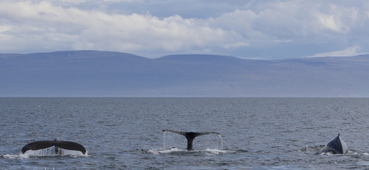 08/08/2018 More whales than passengers!