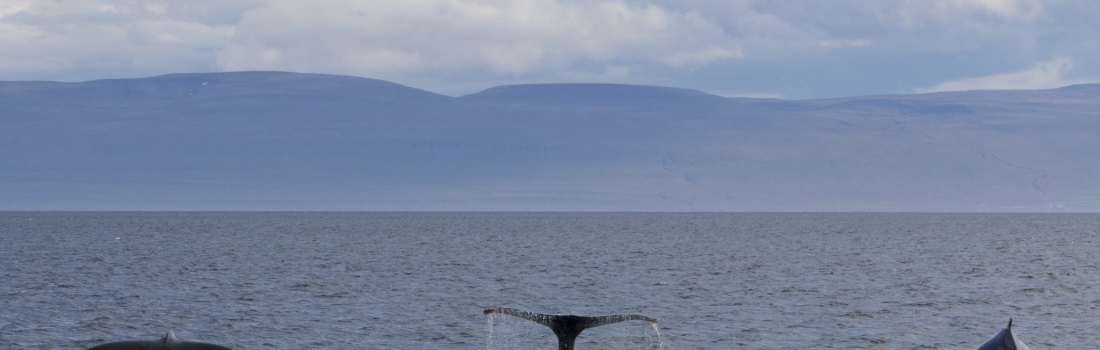08/08/2018 More whales than passengers!