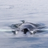 080918 humpback approach