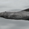 0908 pilot whale Olafsvik