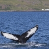 090818 humpback Darwin