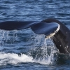 090818 humpback close fluke