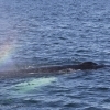 090818 humpback rainblow