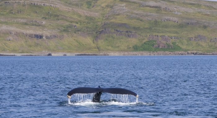 090818 humpback tail Holmavik am