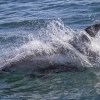 090818 whitebeak dolphin