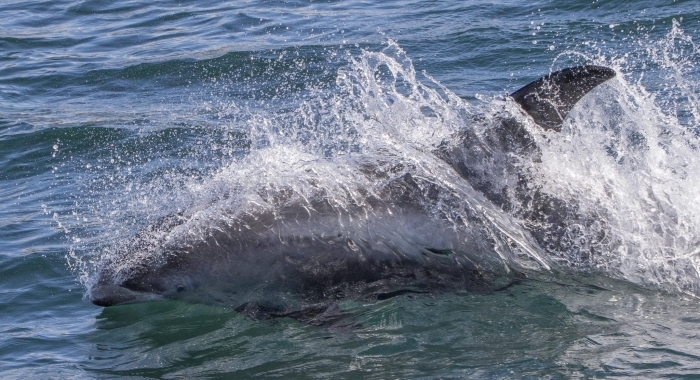090818 whitebeak dolphin