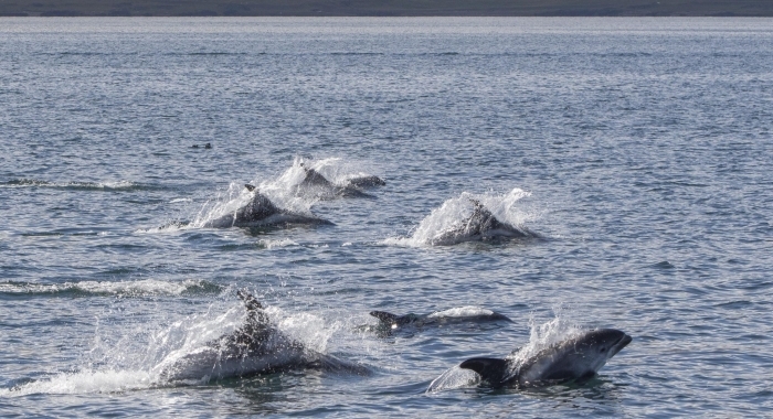 090818 whitebeak dolphins