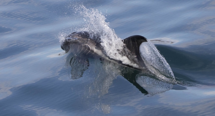 090918 whitebeak dolphin