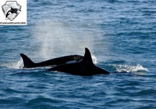Great killer whale encounters
