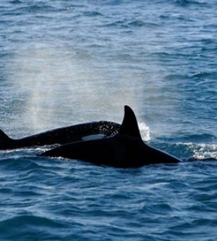 Great killer whale encounters