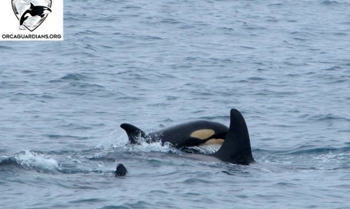 Orcas travelling with the Icelandic landscape