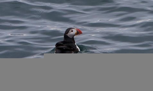 Puffin tour season has started
