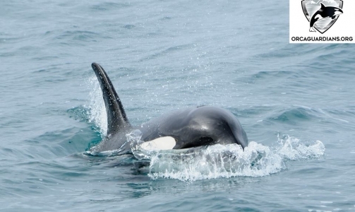 Breathtaking moments with orcas