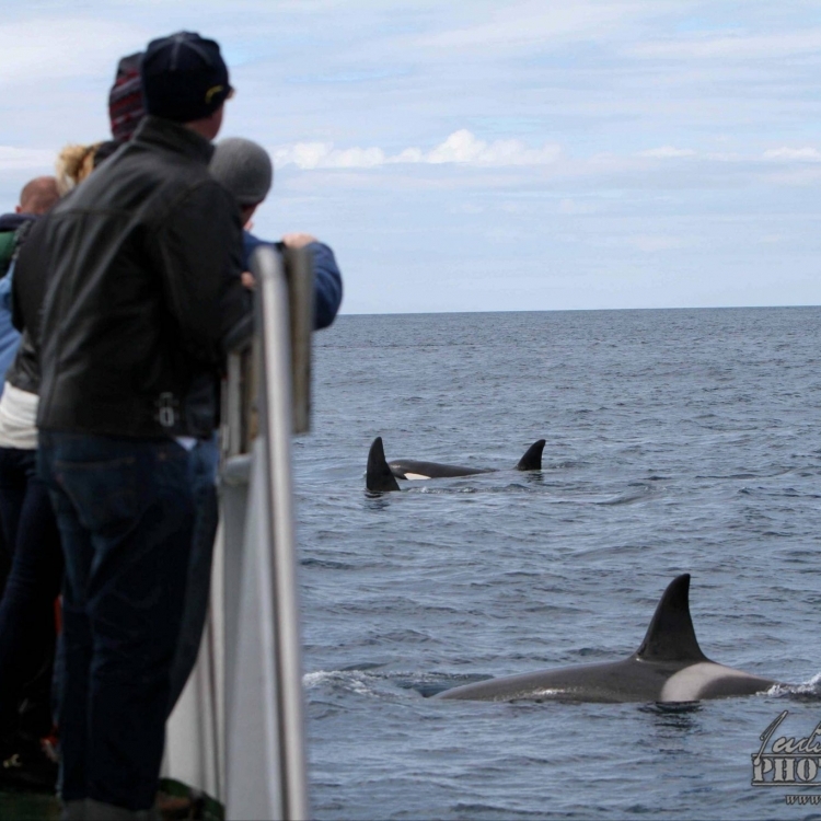 100614 Orcas and people WM