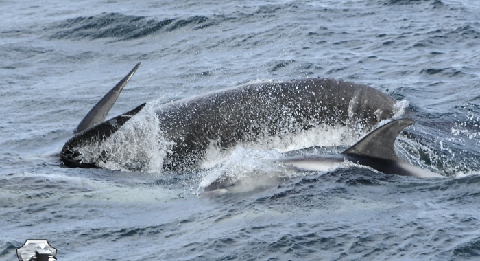 1008 pilot whale and dolphin Olafsvik