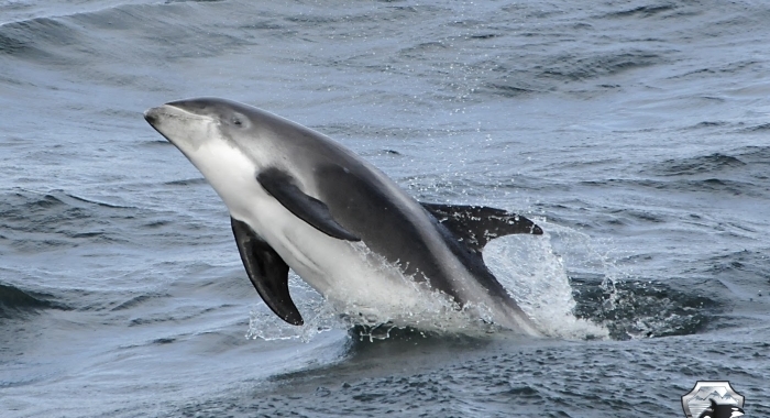 dolphin watching iceland