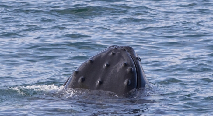 100818 humpback nose Holmavik