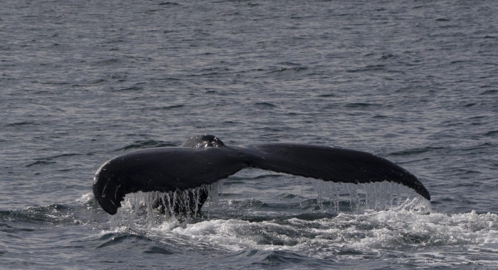 100818 humpback whale Holmavik