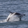 100818 twisting dolphin leap Holmavik
