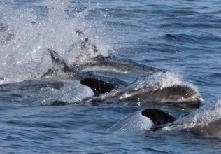 It was a day of pilot whales and dolphins (with the odd humpback)