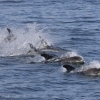100818 whitebeak dolphins Holmavik