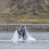 100918 lunge feeding humpback Holmavik 2