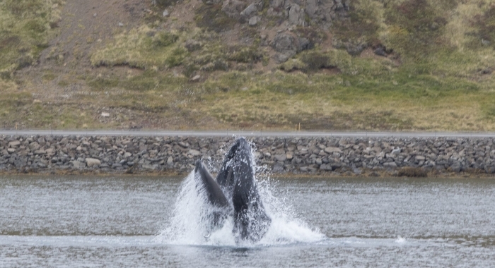 100918 lunge feeding humpback Holmavik 2
