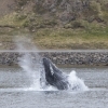whale watching iceland - whale watching westfjords