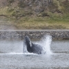 100918 lunge feeding humpback Holmavik 4