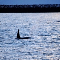 We DID have orcas today!