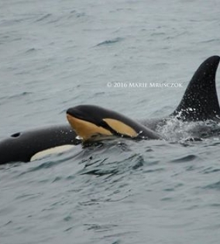 30 orcas and 3 humpback whales today!