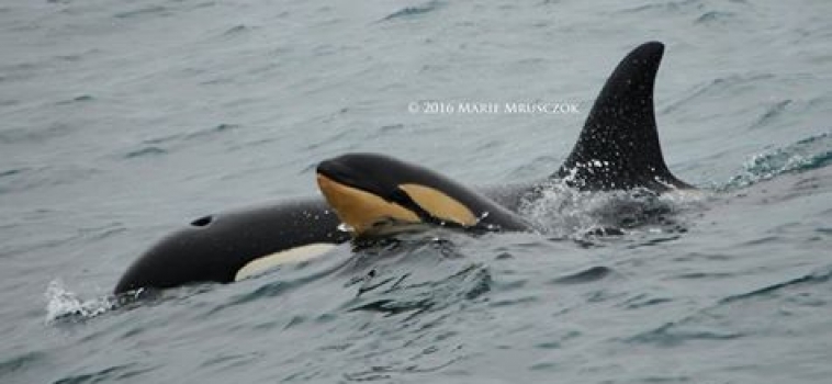 30 orcas and 3 humpback whales today!