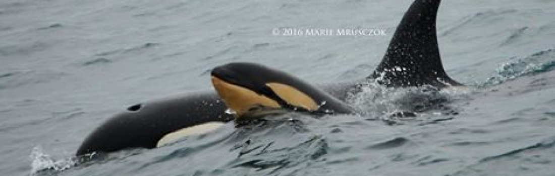 30 orcas and 3 humpback whales today!