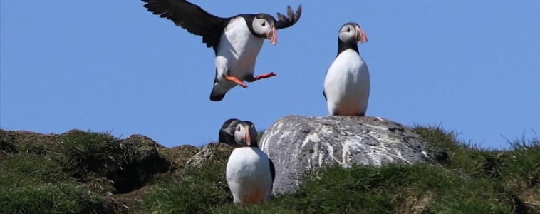Our puffin tour season is well and truely underway