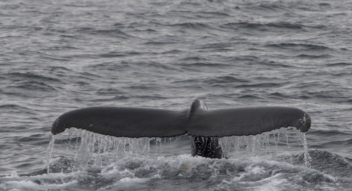 110718 humpback fluke