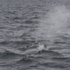 110718 humpback whale blow
