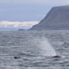 110718 humpback whale