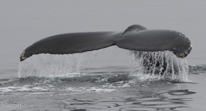 110818 humpback fluke