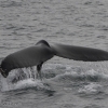 110818 humpback tail