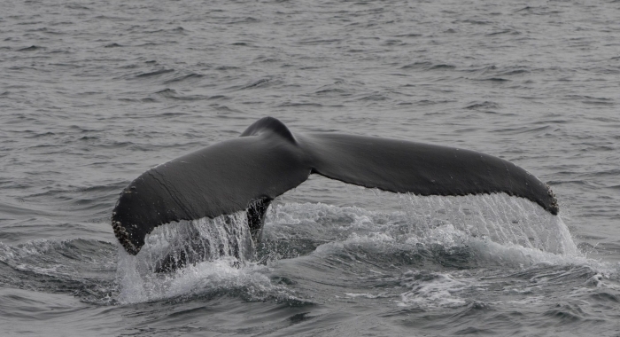 110818 humpback tail
