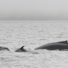 110818 humpback with dolphins