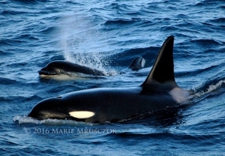 We had both orcas and sperm whales today