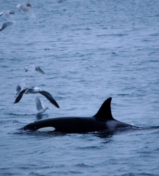 Lucky with the orcas!