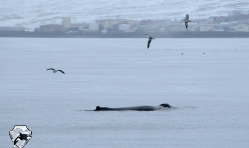Humpback whale right in Grundarfjördur!