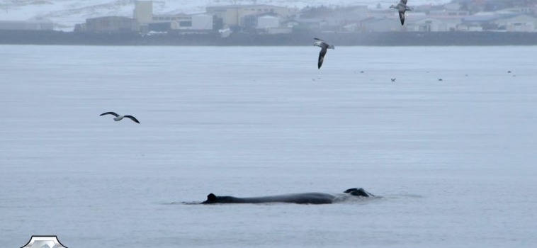 Humpback whale right in Grundarfjördur!